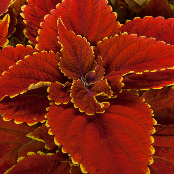 Coleus scutellarioides 'Talavera Sienna'