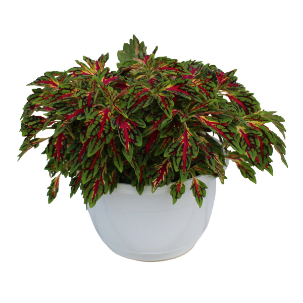 Coleus scutellarioides 'TerraScape All That Jazz'