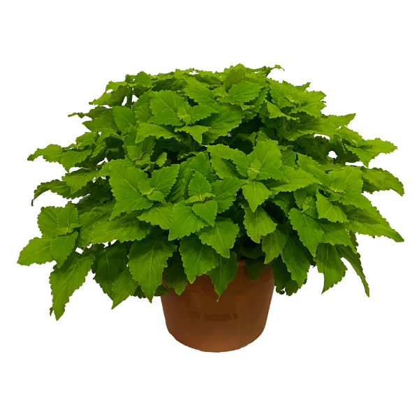 Coleus scutellarioides 'TerraScape Green Gecko'
