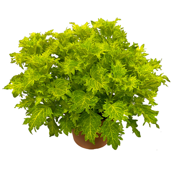 Coleus scutellarioides 'TerraScape Lime and Shine'