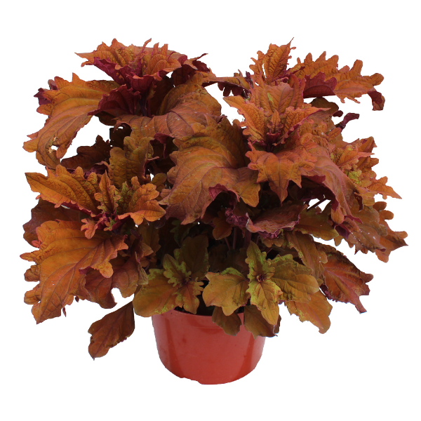 Coleus scutellarioides 'TerraScape Mojave Sunrise'