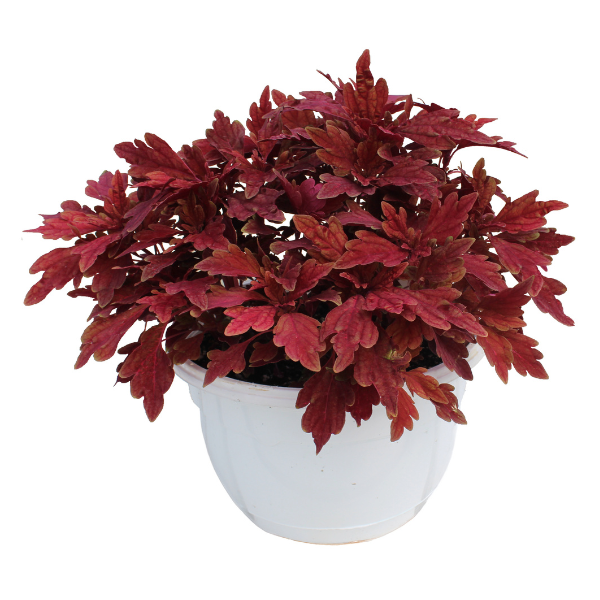 Coleus scutellarioides 'TerraScape Paprika'