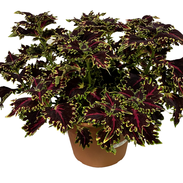 Coleus scutellarioides 'TerraScape Queen'