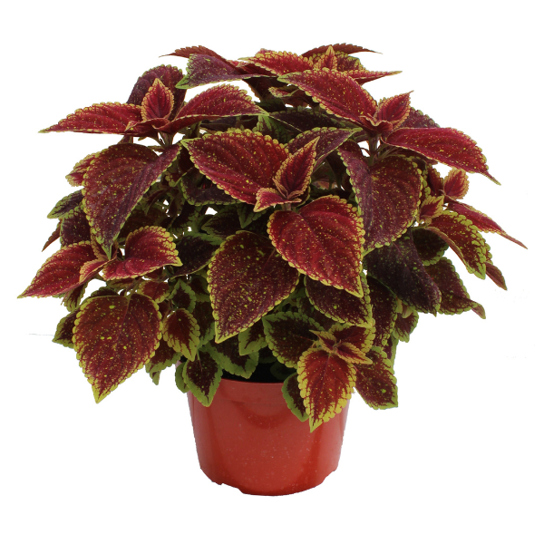 Coleus scutellarioides 'TerraScape Sangria Splash'