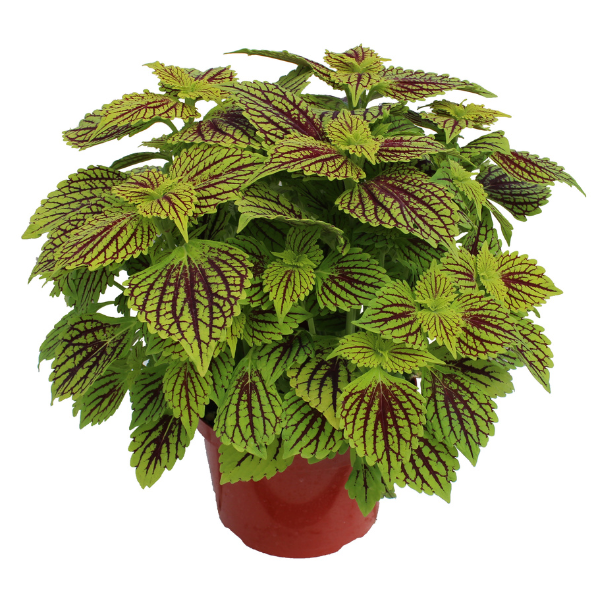 Coleus scutellarioides 'TerraScape Solar Fire'