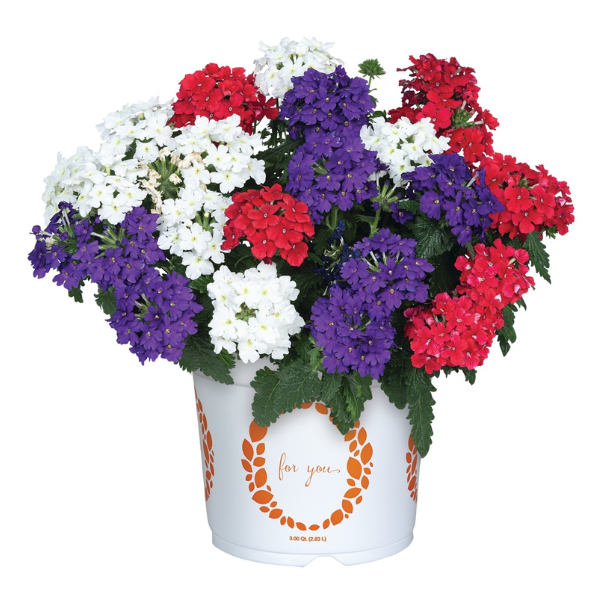 Confetti Garden 'American Girl'