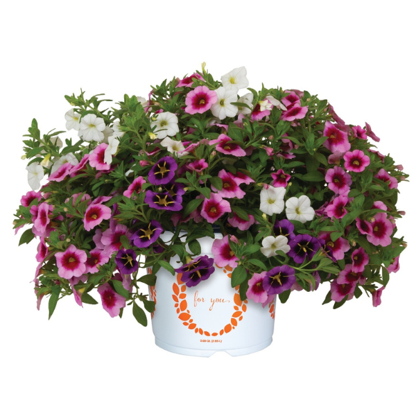 Confetti Garden 'Hawaiian Mai Tai'