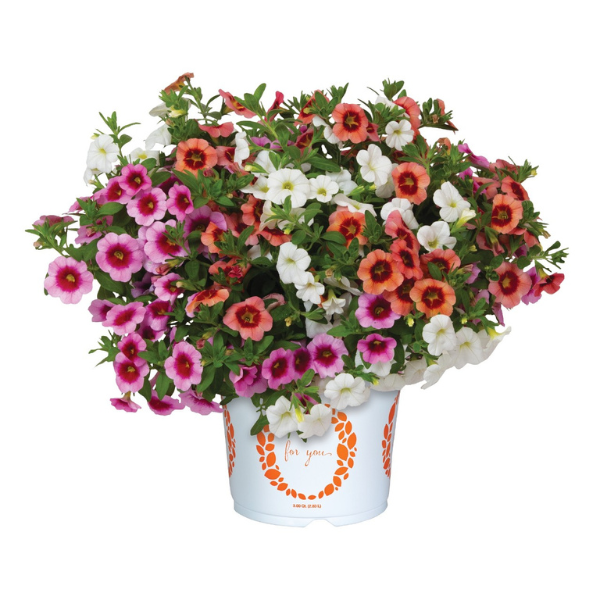 Confetti Garden 'Hawaiian Sunfish'