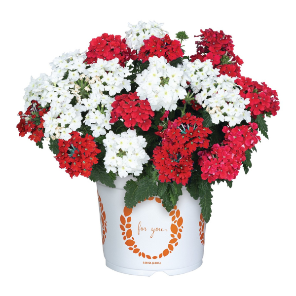 Confetti Garden 'Maple Leaf'