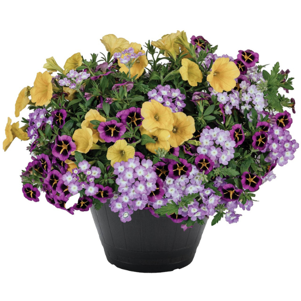 Confetti Garden 'Old Faithful Buffalo'