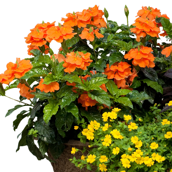 Crossandra infundibuliformis 'Orange Marmalade'