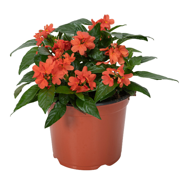 Crossandra infundibuliformis 'Watermelon'