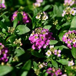 Alyssum lobularia maritima 'Easter Bonnet Deep Pink'