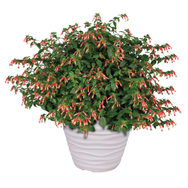 Cuphea hybrida 'Hummingbird's Lunch'