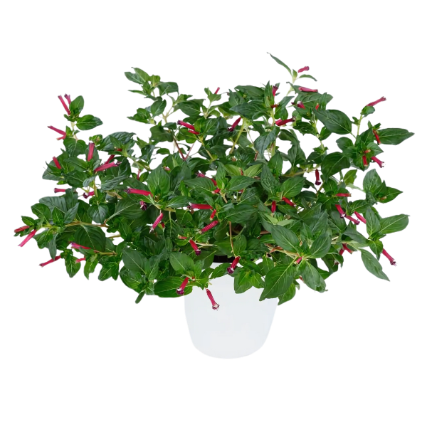 Cuphea hyssopifolia 'Cubano Cristo'