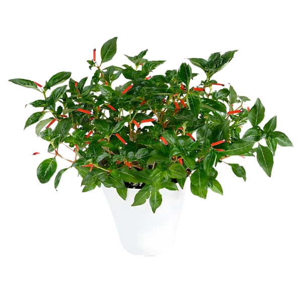 Cuphea hyssopifolia 'Cubano Fuente'