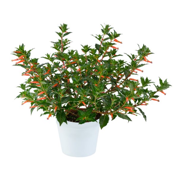Cuphea hyssopifolia 'Cubano Presidente'