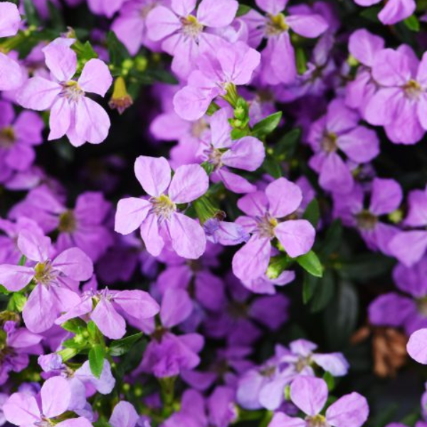 Cuphea hyssopifolia 'Floriglory Corazon'