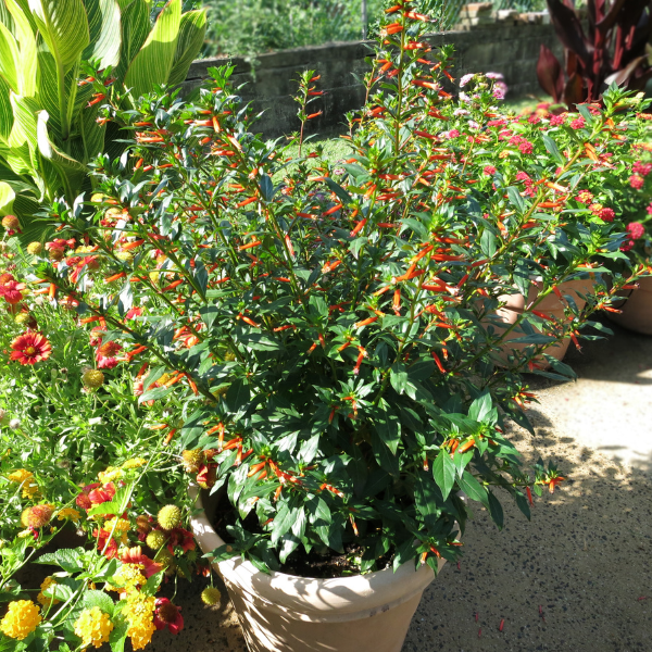 Cuphea ignea 'David Verity'