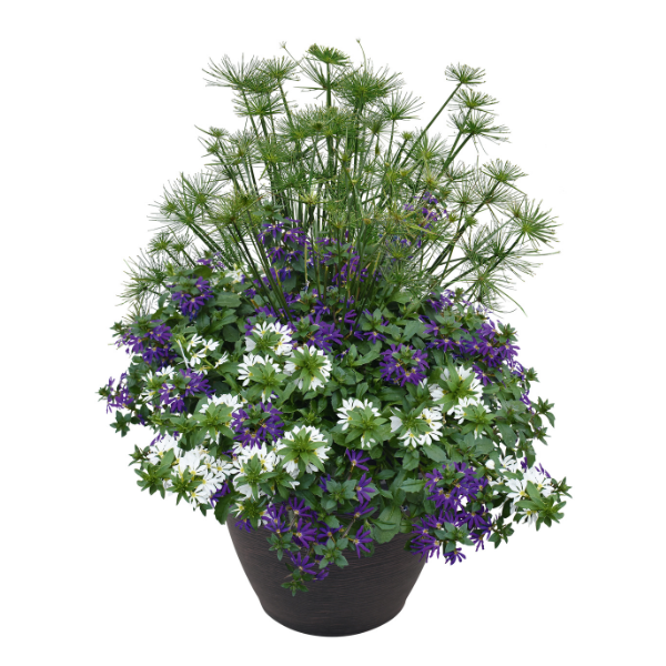 Cyperus hybrid 'Cleopatra'