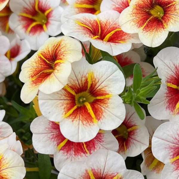 Calibrachoa hybrida 'Calitastic Cappuccino'