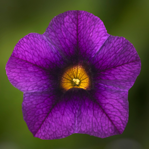 Calibrachoa hybrida 'Callie Dark Blue'
