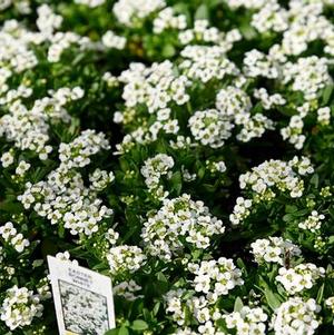 Alyssum lobularia maritima 'Easter Bonnet White'