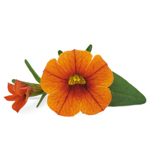Calibrachoa hybrida 'Unique Orange'