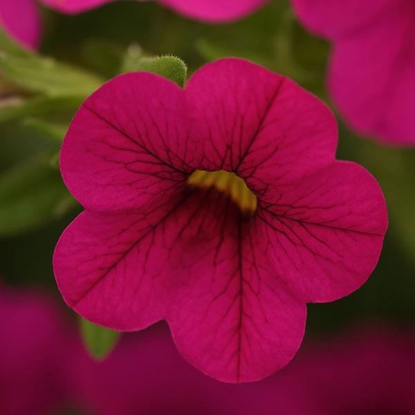 Calibrachoa hybrida 'Cabaret Neon Rose'