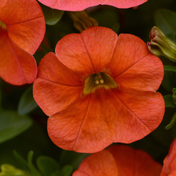 Calibrachoa hybrida 'Cabaret Orange'