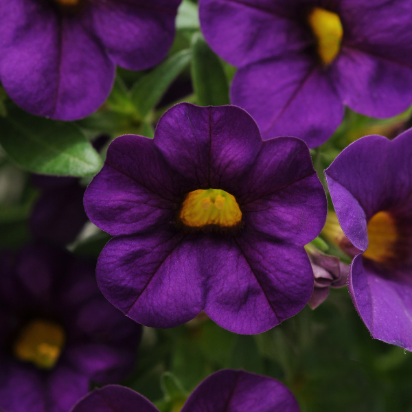Calibrachoa hybrida 'Cabaret Purple'