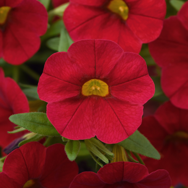 Calibrachoa hybrida 'Cabaret Red'