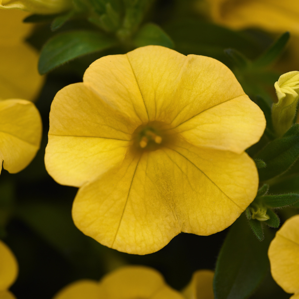 Calibrachoa hybrida 'Cabaret Yellow'
