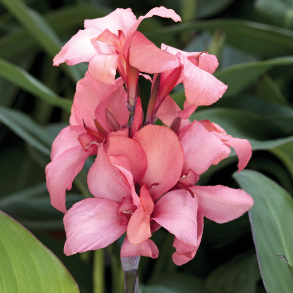Canna generalis 'Cannova Mango'