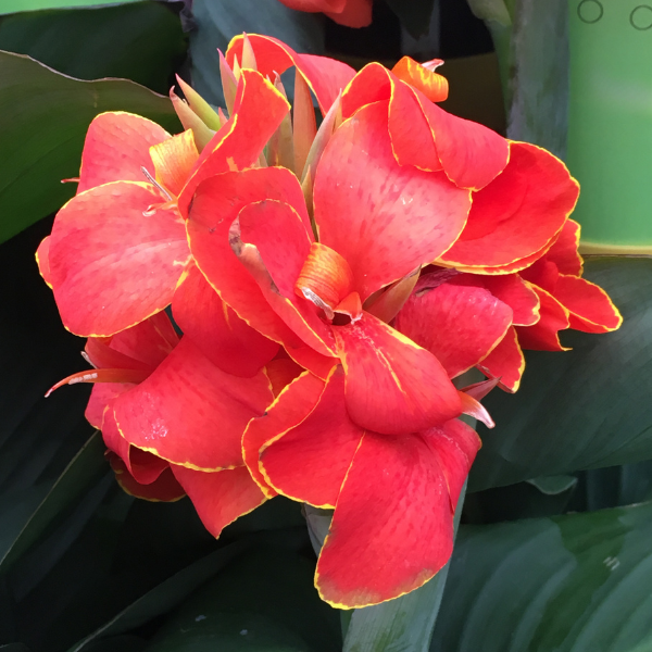 Canna generalis 'Cannova Red Golden Flame'