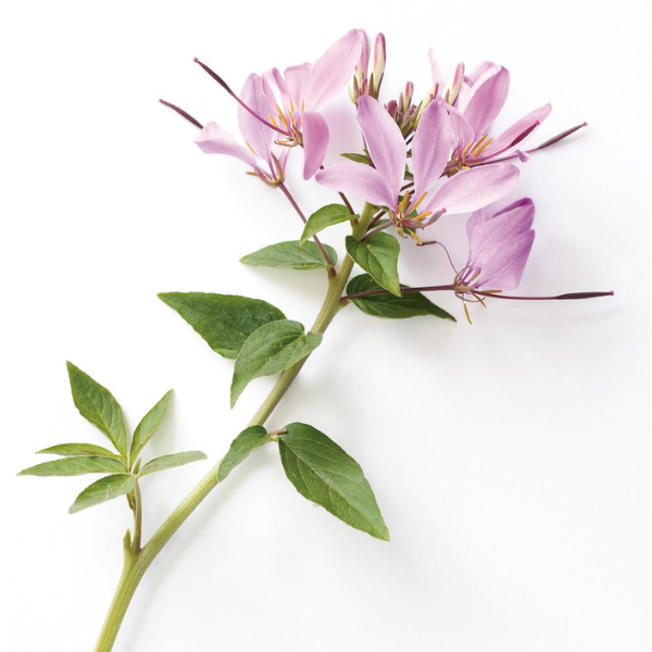Cleome hybrida 'Senorita Rosalita'