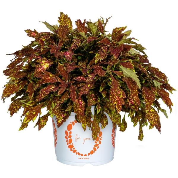 Coleus scutellarioides 'Down Town Columbus'