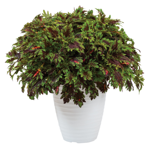 Coleus scutellarioides 'Main Street Ashbury'