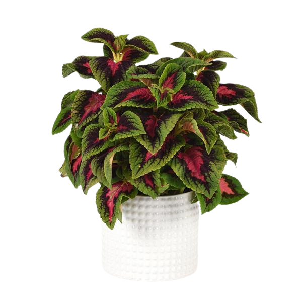 Coleus scutellarioides 'Volcanica French Quarter'