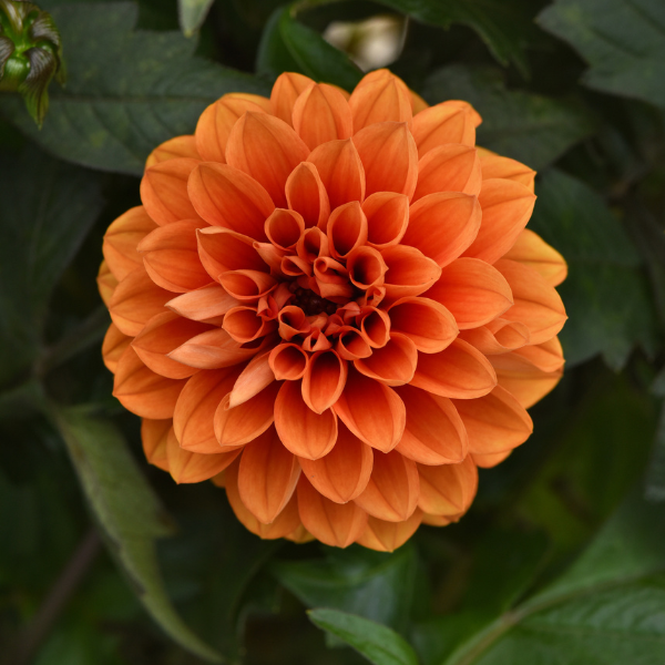 Dahlia hybrida 'City Lights Apricot Glow'