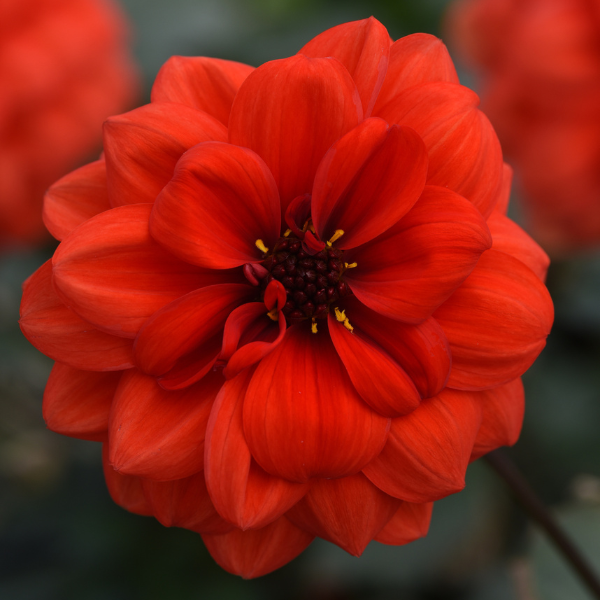 Dahlia hybrida 'City Lights Orange'