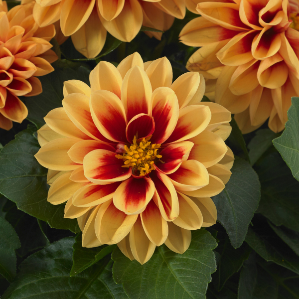 Dahlia pinnata 'Dahlietta Candy'
