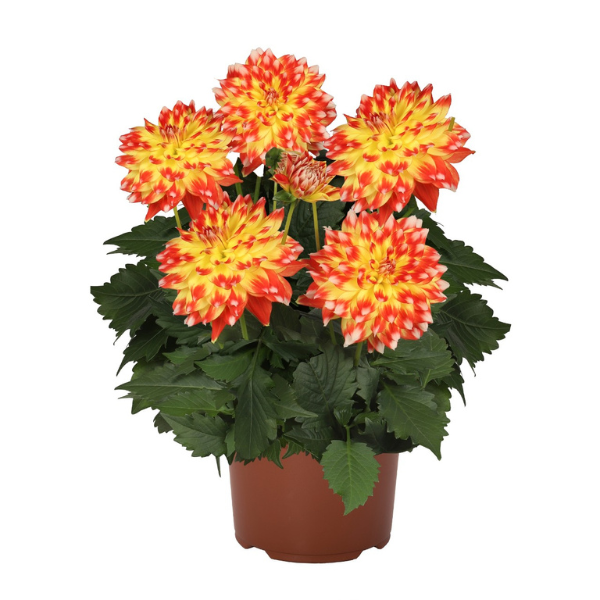 Dahlia hybrida 'Hypnotica Candy Corn'