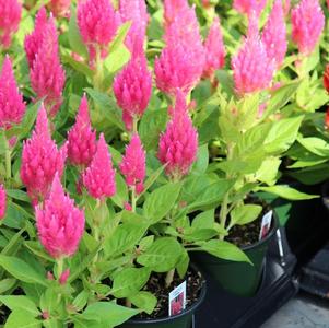 Celosia plumosa 'Castle Pink'