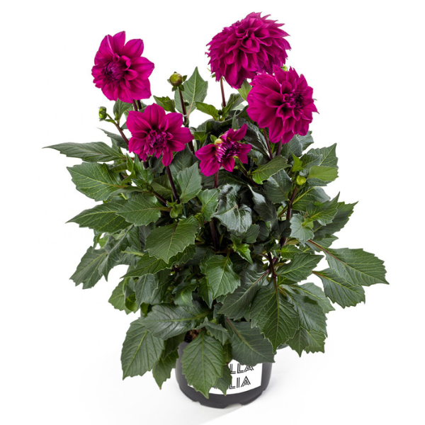 Dahlia pinnata 'LaBella Medio Deep Pink'