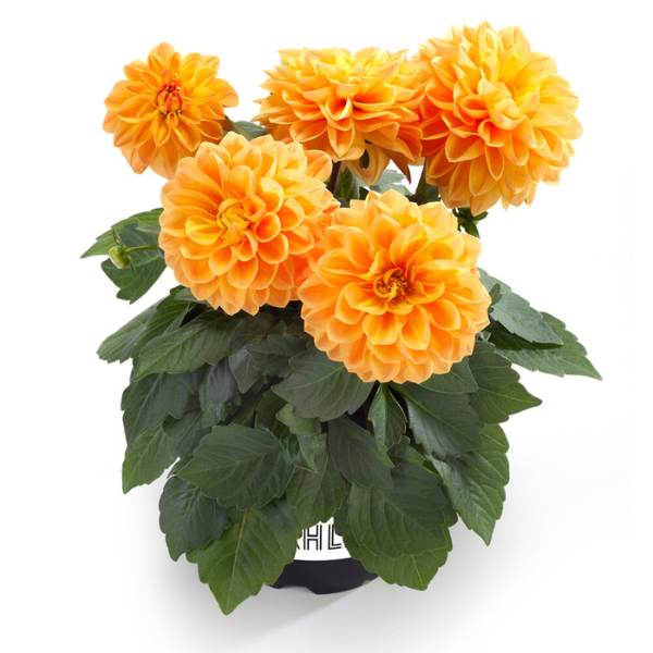 Dahlia pinnata 'LaBella Medio Orange'