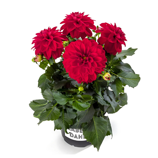 Dahlia pinnata 'LaBella Medio Red'