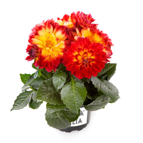 Dahlia pinnata 'LaBella Medio Fun Flame'