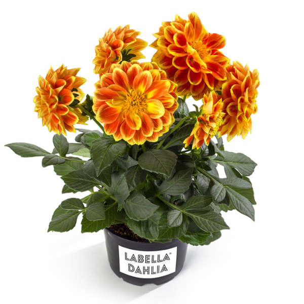 Dahlia pinnata 'LaBella Medio Fun Orange Flame'