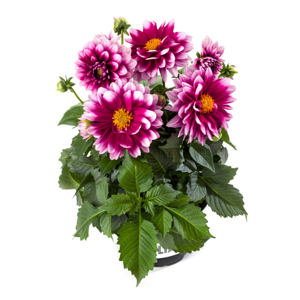 Dahlia pinnata 'LaBella Medio Fun Pink Blush'
